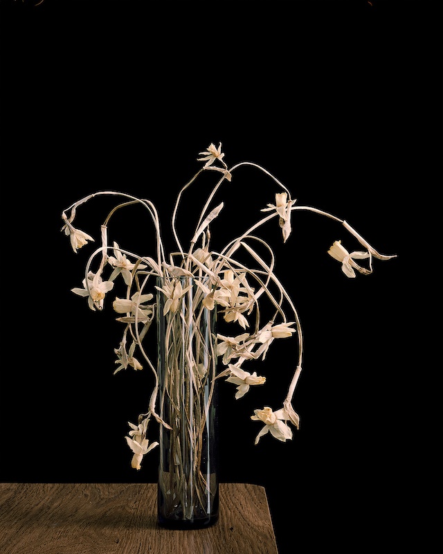 Brigitte Lustenberger, Flowers XXXVII, Chromogenic print