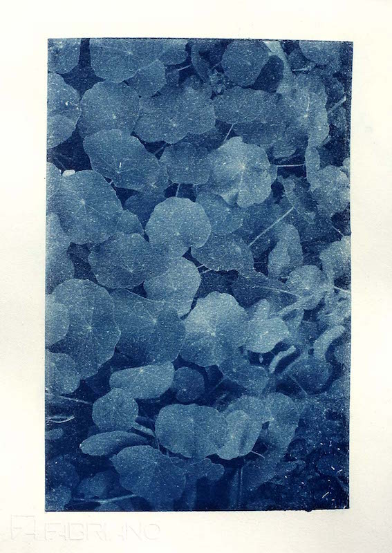 Lucie Linder, « Capucine » Cyanotype sur papier gravure Fabriano 250g, 2020 Format : 70 x 100 cm