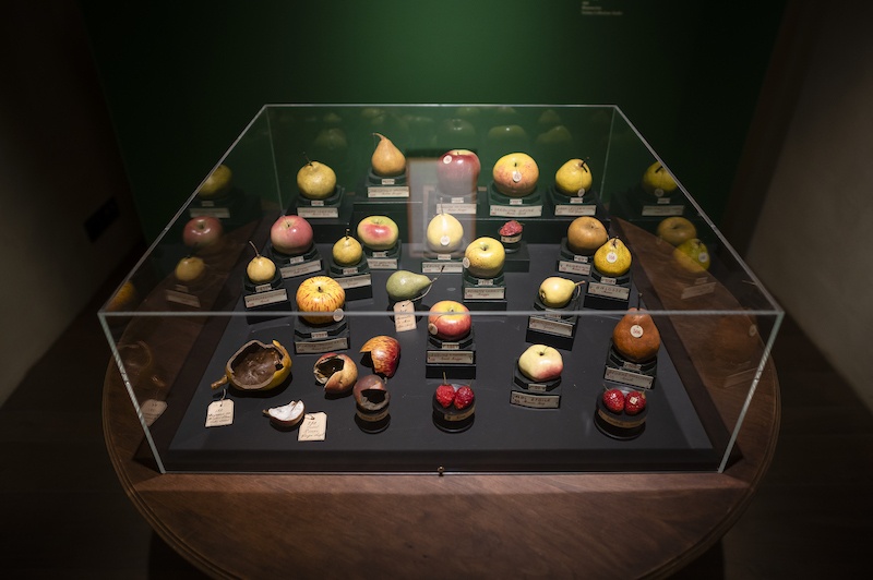 Francesco Garnier Valletti, modelli e disegni - Museo della Frutta e Accademia di Agricoltura