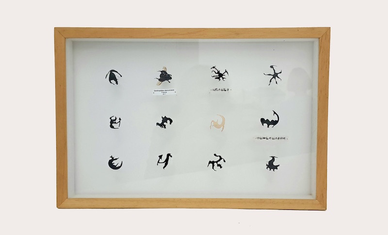 Nathalie Borowski, Ping-pong de l’ADN - Découpes de balles de ping-pong, insecte, écriture cellulaire - Boîte entomologique - 29x36cm