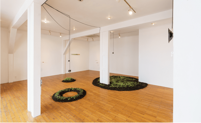 Anais Karenin MEDIATE PLANTS Solo exhibition Yebizo International Festival for Arts & Alternative Visions 2023 Kobo Chika Gallery, Tokyo, Japan