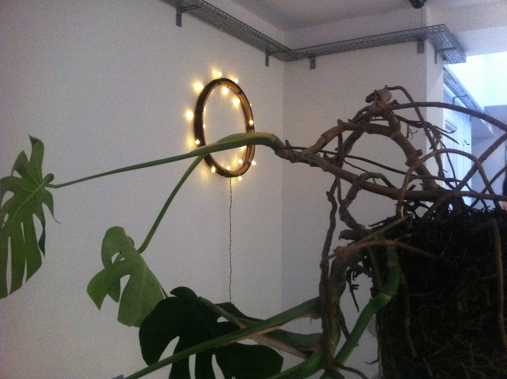 Micky Backham, sans titre, Monstera Deliciosa, Exposition Need