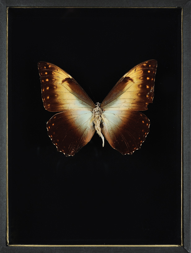 Lionel Sabatté, Sombre réparation #5, papillon abimé, ongles, peaux mortes, épingle et boite à spécimen, 26 x 19,5 x 7 cm, 2013, collection particulière