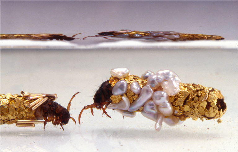 Hubert duprat, Larves de trichoptères avec leur étui (vue d’exposition), 1980-2000, or, perles, longueur de chacun des étuis 2,5 cm. Photo F. Delpech.