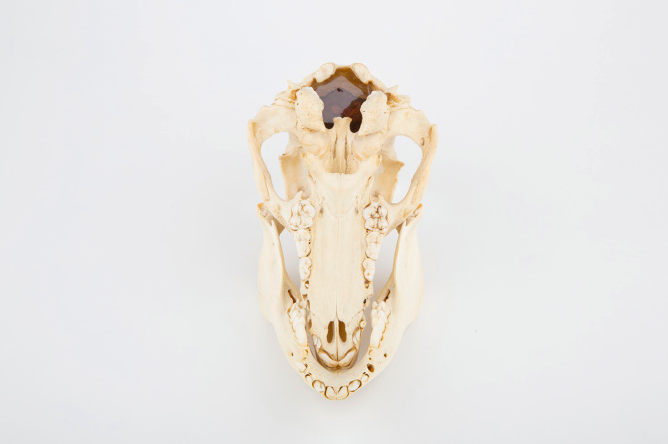 Marion Catusse, Les enfants perdus - 2014 Courtesy Galerie Da-End Paris