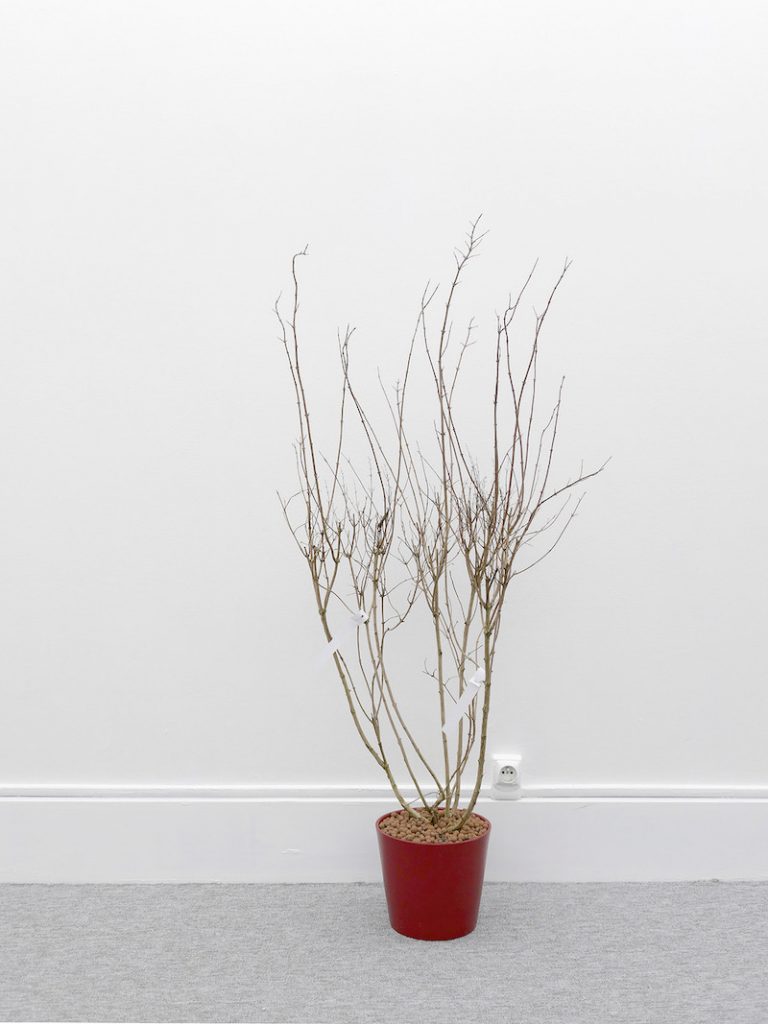 Valérian Goalec,, Abandoned bushes
2023. Found bushes, paper strips